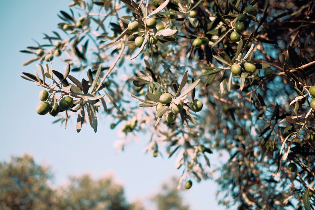 olives in the sun