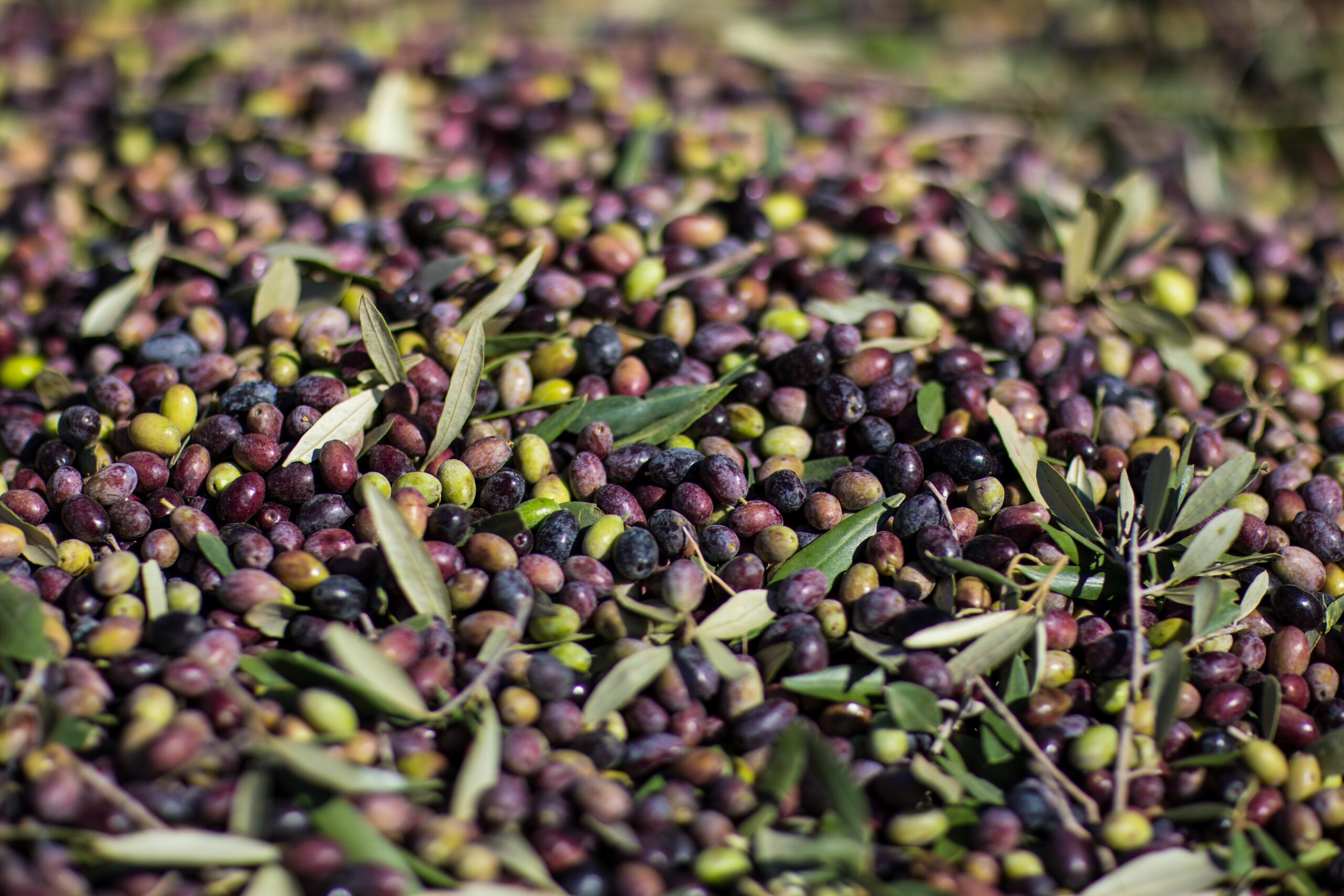 Harvested Olives