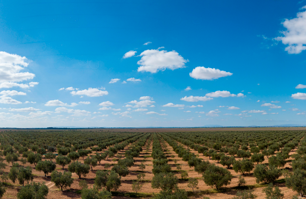 The Essence of Tunisian Olive Harvest: Timing and Quality