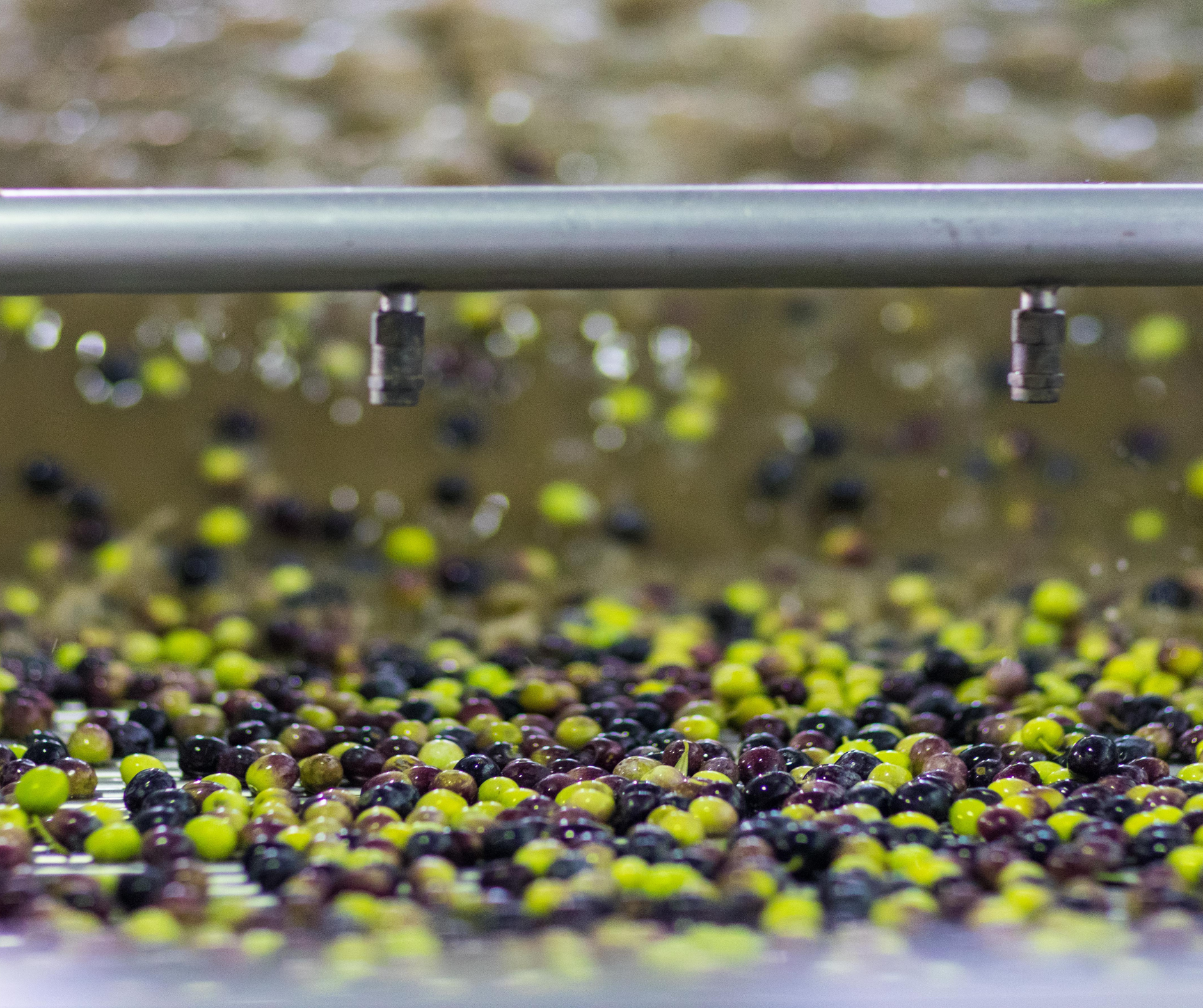 L’art et la science derrière l’extraction de l’huile d’olive Olyfo