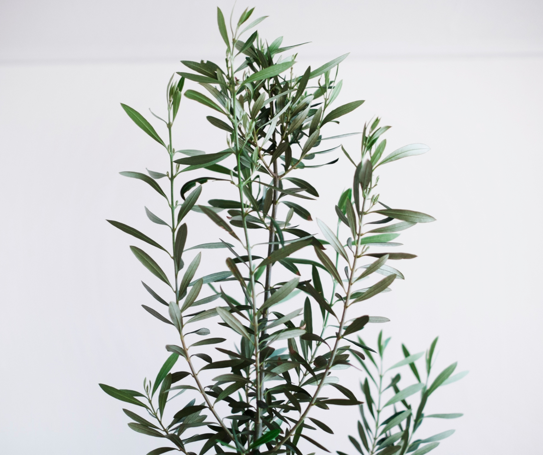 Huile d’olive zéro déchet : que deviennent les feuilles, les noyaux et le grignon après la pressée ?