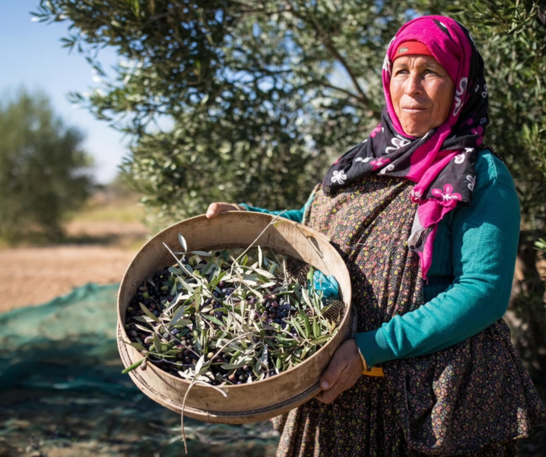 Les femmes tunisiennes dans l’agriculture : moteur de croissance, d’innovation et de durabilité