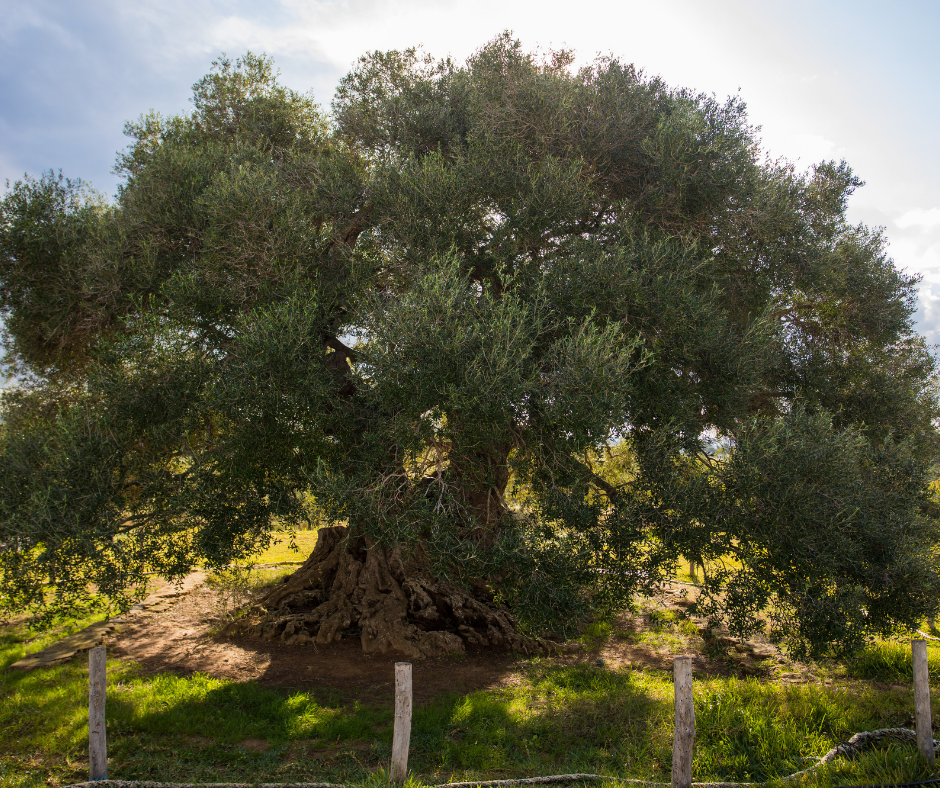 L’Héritage de 2500 Ans : Comment les Oliveraies Anciennes Soutiennent Naturellement la Biodiversité