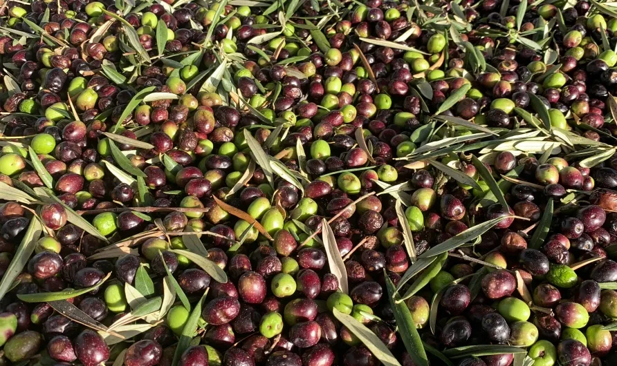 Freshly harvested green and purple olives with their leaves, ready for pressing