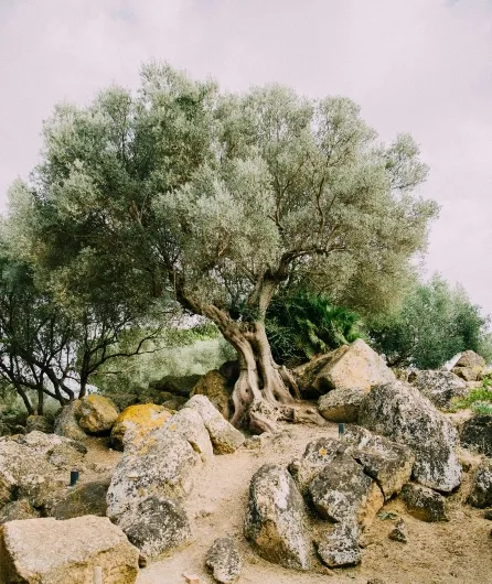An ancient olive tree growing among boulders in the Tunisian countryside