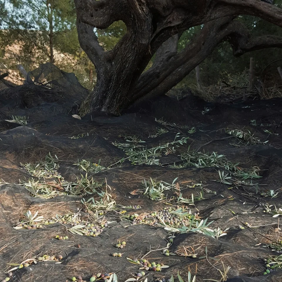 Freshly picked olives and leaves on harvest netting beneath an old olive tree