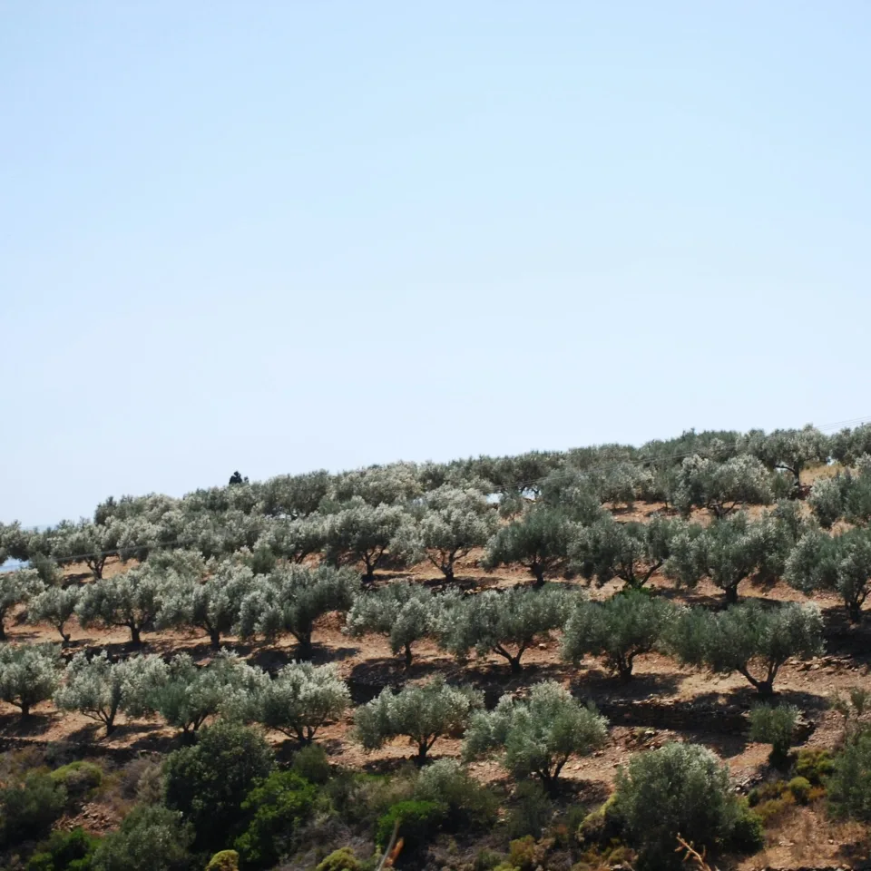 Rows of olive trees on a hillside in OLYFO groves in Tunisia
